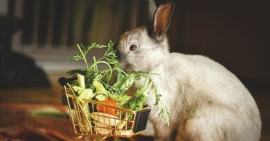 Alimentation du lapin