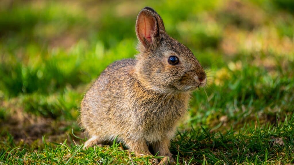 Collier pour lapin