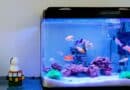 Distributeur nourriture poisson