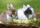 Friandises pour lapin