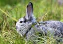 Harnais pour lapin