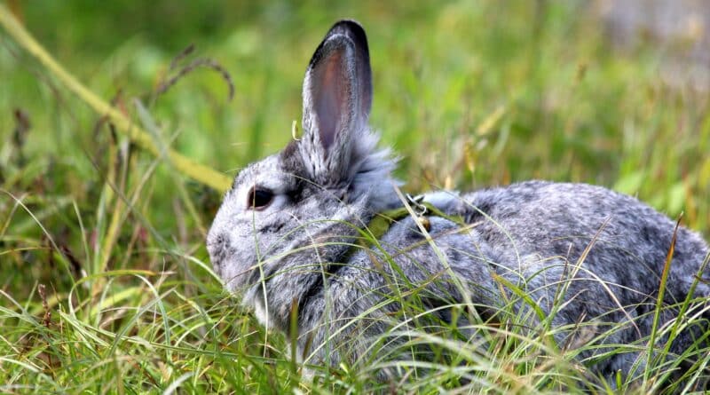 Harnais pour lapin