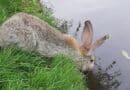 Hydratation du lapin