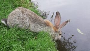 Hydratation du lapin