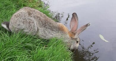 Hydratation du lapin