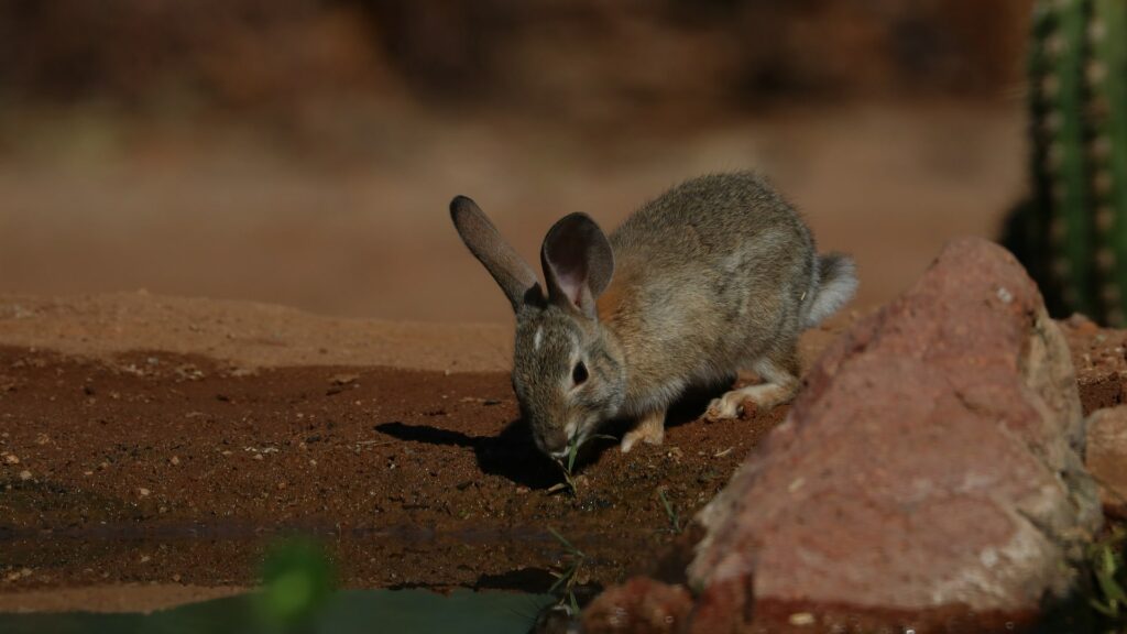 Hydratation du lapin solutions