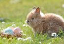 Jouet pour lapin