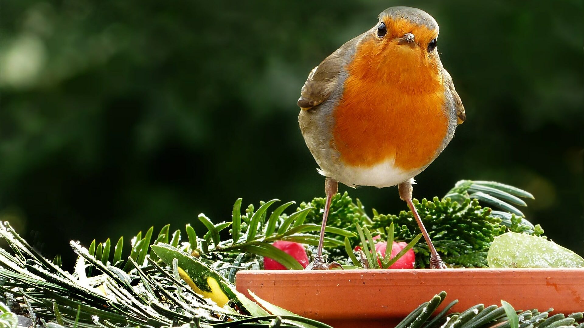 Voici les aliments à ne Jamais donner aux Rouges-Gorges !