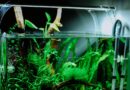 Pompe d'aquarium