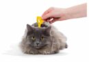 Pourquoi pipettes anti-puces et parasites