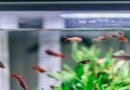 Substrat pour aquarium
