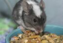 abreuvoir souris domestique