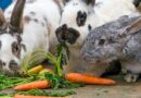 alimentation du lapin
