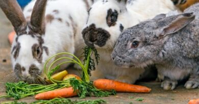 alimentation du lapin