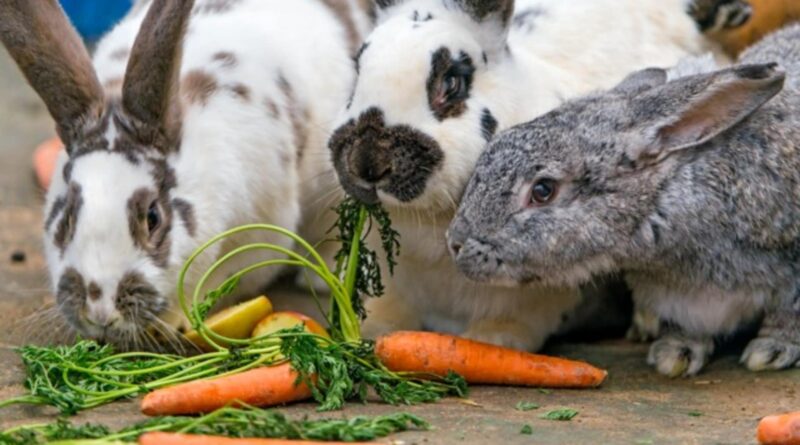 alimentation du lapin