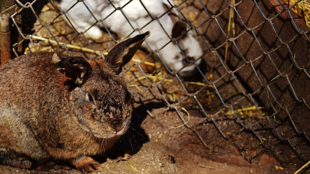 arrêt de transit du lapin