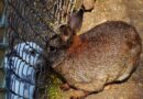 arrêt transit lapin
