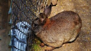 arrêt transit lapin