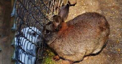 arrêt transit lapin