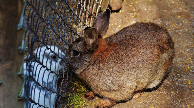 arrêt transit lapin