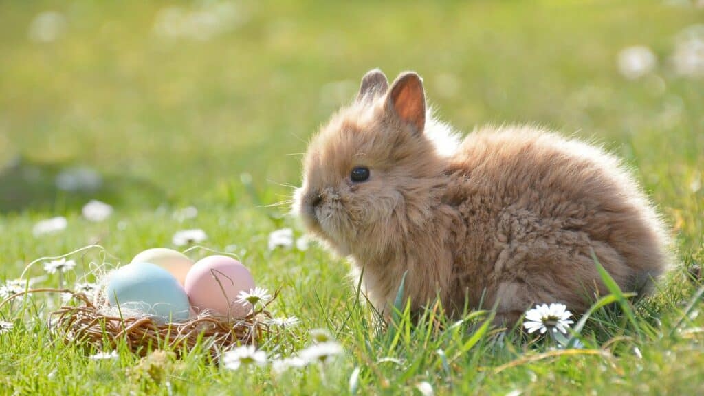 cadeau lapin