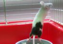 cage à souris