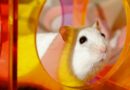 cage hamster