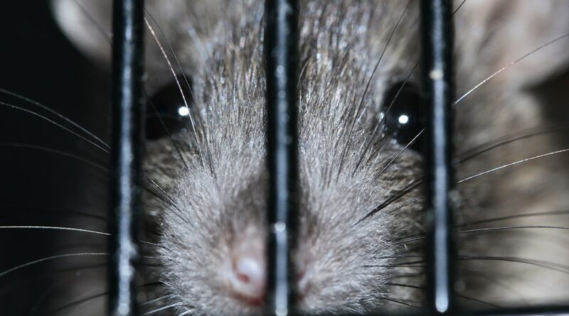 cage pour rat