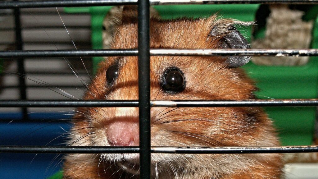 choisir cage hamster