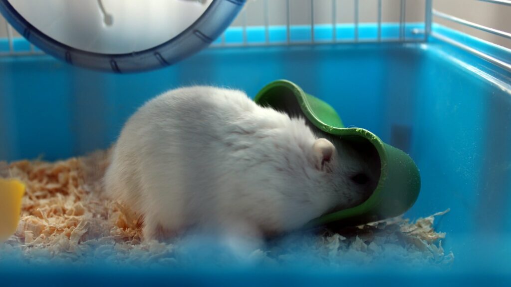 choisir gamelle pour hamster