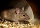 choisir litière pour souris