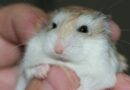 comment prendre soin d'un hamster