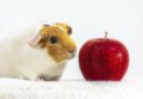 donner Vitamine C cochon d’Inde