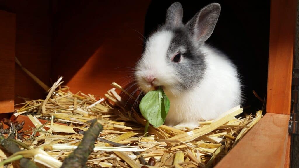 donner des friandises pour lapin