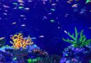 entretenir aquarium quels produits
