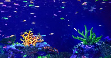 entretenir aquarium quels produits