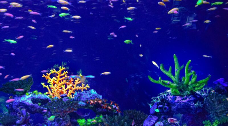 entretenir aquarium quels produits