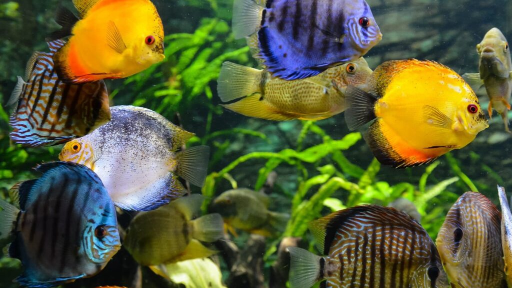 filtre aquarium