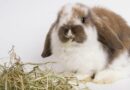 foins lapin
