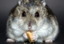 gamelle pour hamster