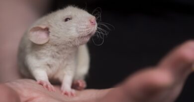 hygiène souris domestique