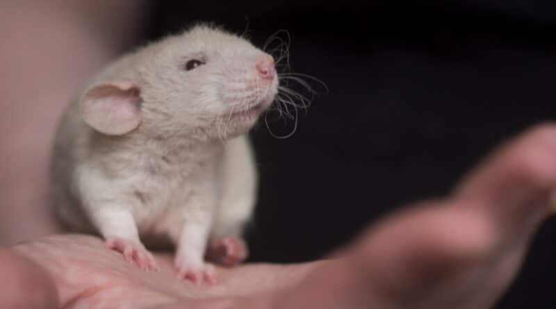 hygiène souris domestique