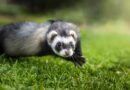 jouet pour furet