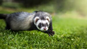 jouet pour furet