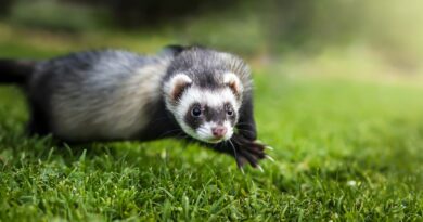 jouet pour furet