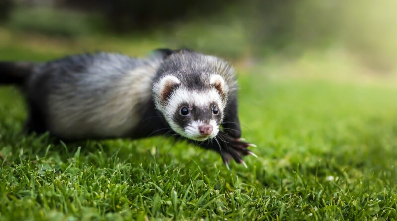 jouet pour furet