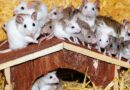 jouets pour souris