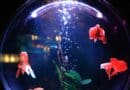 filtre aquarium