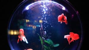filtre aquarium