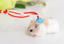 laisse souris domestique